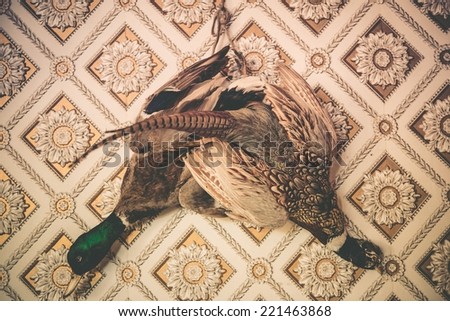 Pheasant and Duck Taxidermy on the Vintage Wallpaper Wall. Vintage Color Grading.