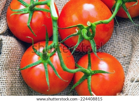 Red Organic Tomatoes on Canvas Material Straight From Home Garden.