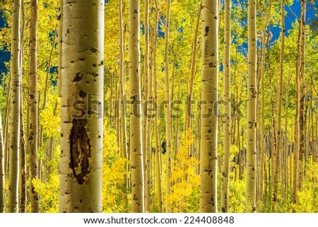 Aspen Trees Forest near Aspen, Colorado, United States. Autumn Foliage.