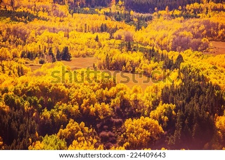 Colorful Fall Forest Scenery. Autumn Foliage in Colorado Rocky Mountains. Colorful Fall Trees.