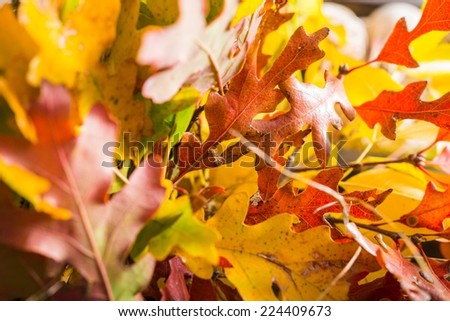 Colorful Fall Leaves Closeup Photography. Autumn Theme.