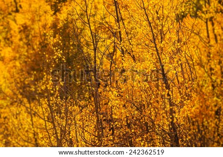 Yellow Aspen Trees . Colorado October Foliage.