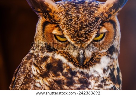 Great Horned Owl Also Known as the Tiger Owl Closeup Photo. (Bubo Virginianus)