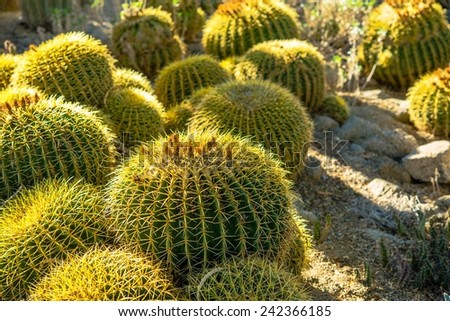 Ball Cactuses Echinocactus in the Large Group. Desert Flora.