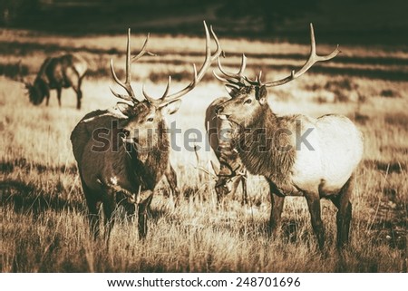Colorado Elks Gang in Estes Park. Colorado Wildlife. Vintage Brown Color Grading.