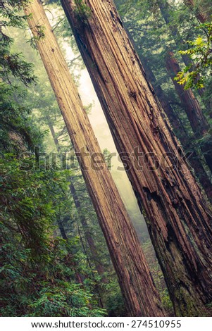 Grand Redwood Trees in Redwood National Park, California, United States.