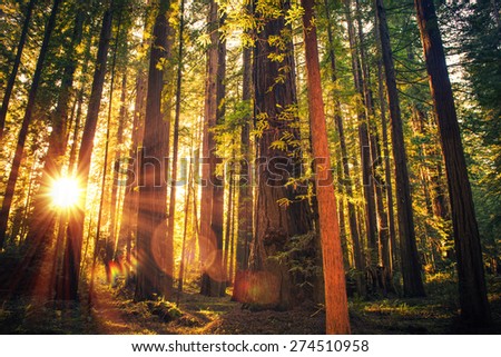 Forest Trail Sunset. Scenic Sunset Redwood Forest Trail. Summer in the California Redwood, United States.