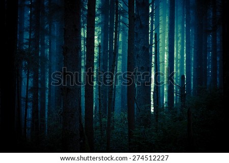 Dark, Foggy and Creepy Forest in Dark Blue Color Grading. Forest Backdrop.