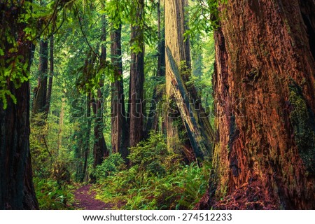 California Redwood Trail. Deep Redwood Forest Wilderness.