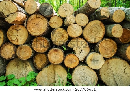 Pile of Fresh Timber. Fresh Cut Wood Logs in the Forest.