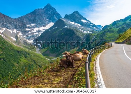 Swiss Alpine Milk Cows on the Side of Winding Mountain Road. Switzerland, Europe.