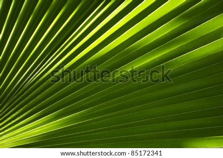 Tropical Theme: Palm Leaf Background. Great as Background for Exotic Travel Agency etc. Nature Backgrounds Photo Collection.