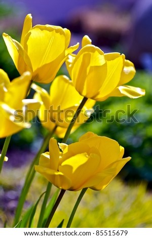 Tulip (Genus Tulipa) - Perennial, Bulbous Plant. Yellow Tulips Vertical Photo. Tulips Are Often Associated with The Netherlands. Botanic Photo Collection.