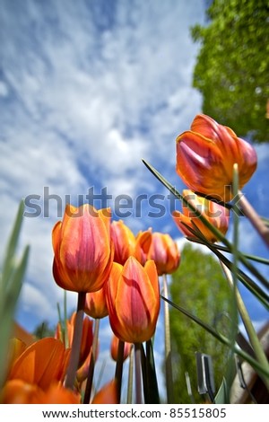 Tulips Blossom. Red Spring Tulips in the Garden. Wide Angle Creative Shot from the Bottom. Cloudy Blue Sky. One Sunny Day.