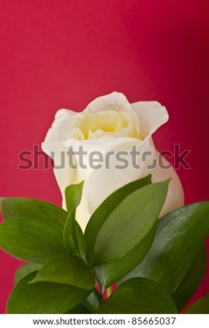 Fresh Cut White Rose - Burgundy Background