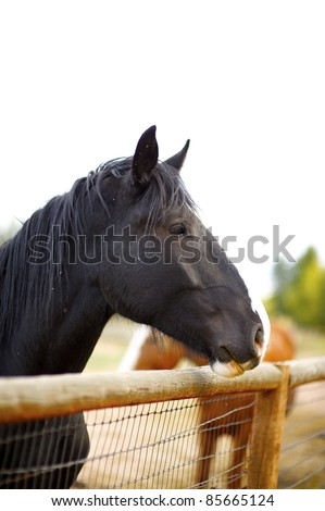 Horses. Black American Farm Horse. Clipped Sky - Solid White Background