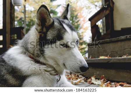 sled Siberian husky dog with blue eyes in Quebec country, Canada
