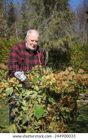 grandfather cleaning his yard at Fall time