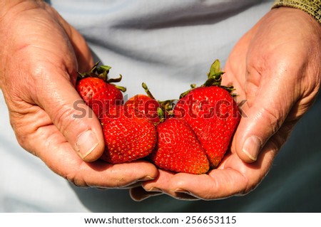 close-up picture of hands full of fresh strawberries
