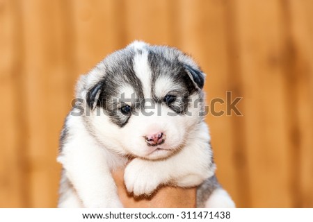 newborn Siberian Husky puppy with dark blue eyes held by one hand