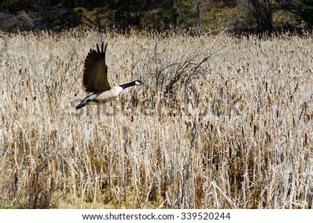 close view of a giant Canada Goose on flight in  wheat field of Cypress Hill Provincial Park, Saskatchewan, Canada - motion picture