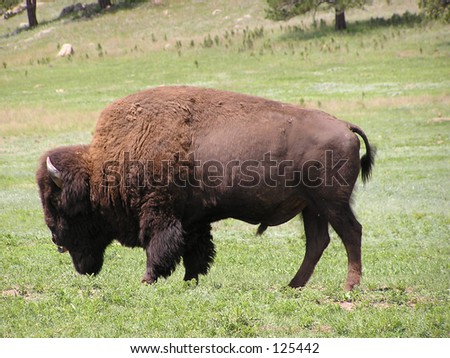 Buffalo or bison in Black Hills - Custer State Park,South Dakota