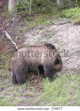 grizzly bear lunch time in Yellowstone Park, Wyoming USA,