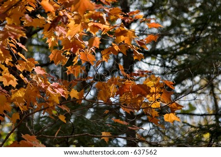 Colorful l transparent orange and yellow maple leaves in Quebec forests, Canada  at the peak of fall foliage. Close up on the foreground leaves. Beautiful background