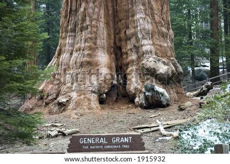 General Grant Tree  official named  Nation Christmas Tree, world widest sequoia  tree, third largest tree by volume, in  Grant Grove, Sequoia National Park, California, USA