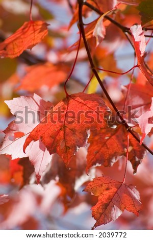 Red Maple leaves in Quebec forests,Canada, at the peak of fall foliage. focus and  closeup on the foreground leaves.