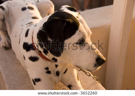 Close up of the black spotted white dog with red leash posing for tourists  in Oia village, Santorini , Greece