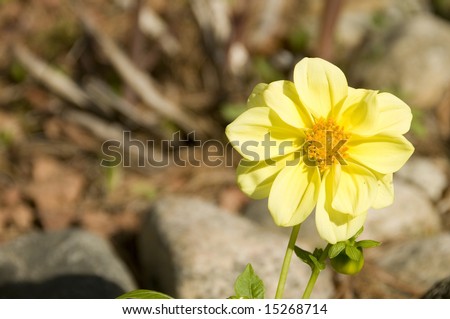 macro picture of an yellow Dahlia \