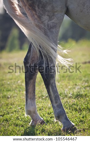 Horse legs and tail in backlight. Closeup. Very blurred background.