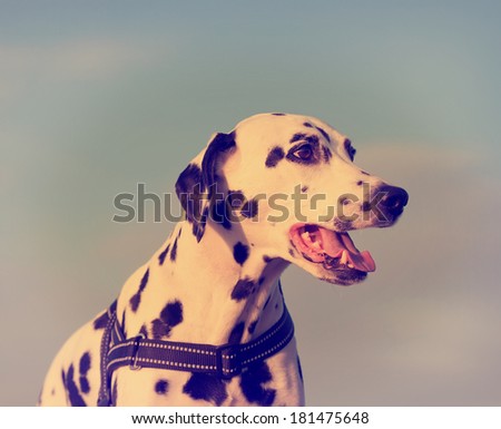 Closeup portrait of Dalmatian dog at sunset
