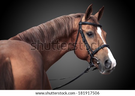 Russian Don horse, portrait on dark background