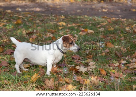 Cute Jack Russell Terrier and soap bubbles