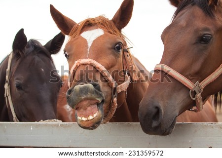 Cheerful horse smiling and showing his teeth