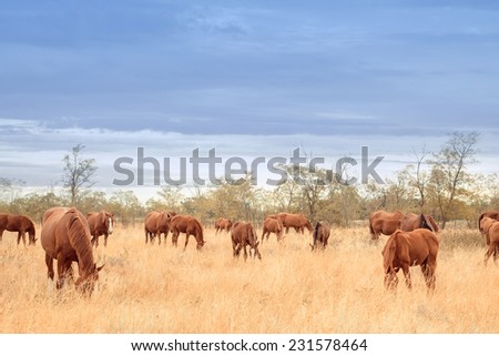 Herd of red horses in the steppe