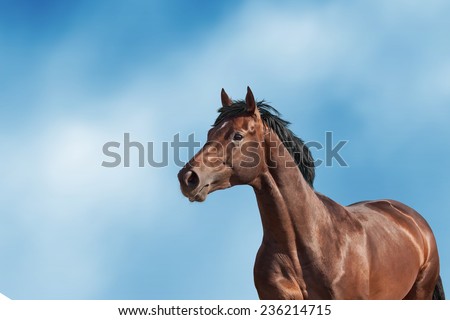 Bay horse portrait on blue sky background