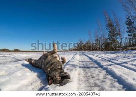 Happy dog rolling on icy surface of lake
