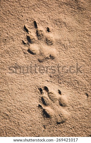 Dog paw prints on the sand. Nature background.
