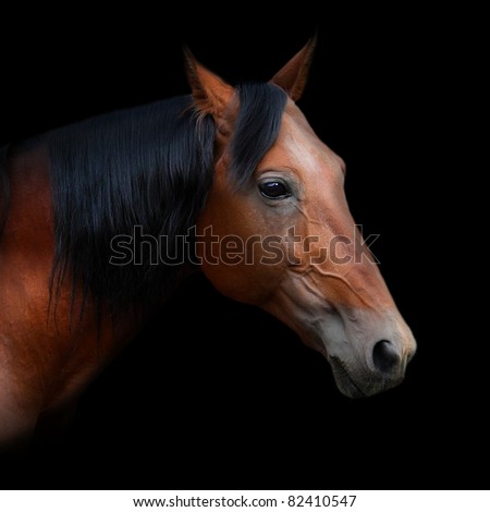 My characters/groups horses (also including their ponies but will delete them if they are included in the horse number count) Stock-photo-beautiful-russian-trotter-named-rur-prize-winner-of-the-st-petersburg-international-horse-82410547