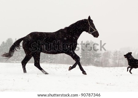 Dog and horse run towards each other on the winter meadow.