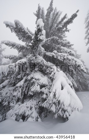 Snow on pin tree, Areches