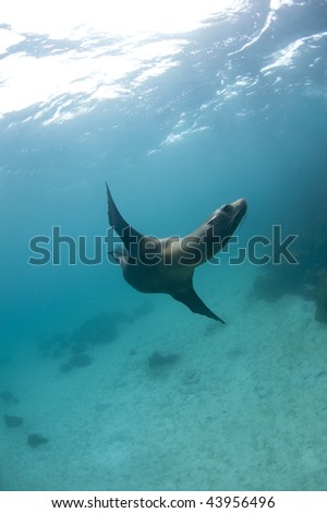 Lion Underwater