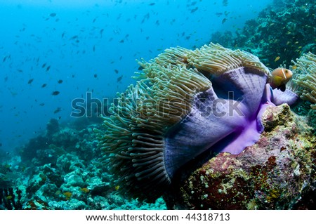 Clown fish and purple anemone, Indian ocean, Maldives