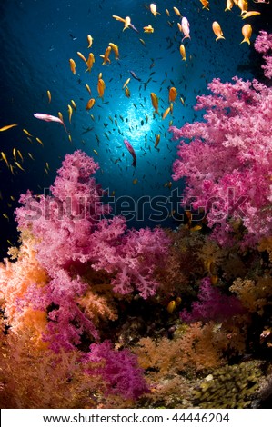 Reef and soft coral, red Sea, south Sinai, Egypt