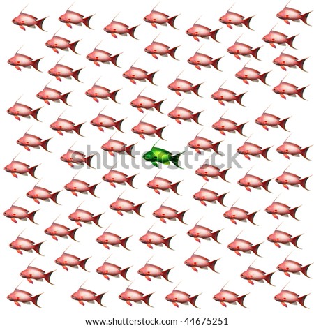 fish cut out on white background