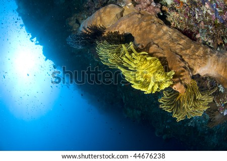 Reef and fish, Indonesia, Lembeh, Asia