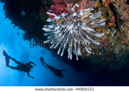 Diver with camera along the reef,  underwater photographer, Lembeh, Asia